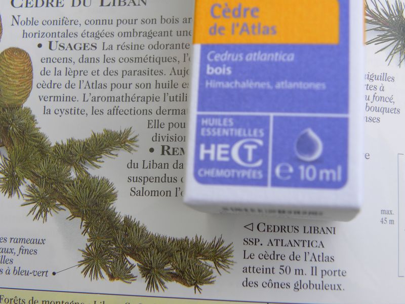 Cèdre de l'Atlas