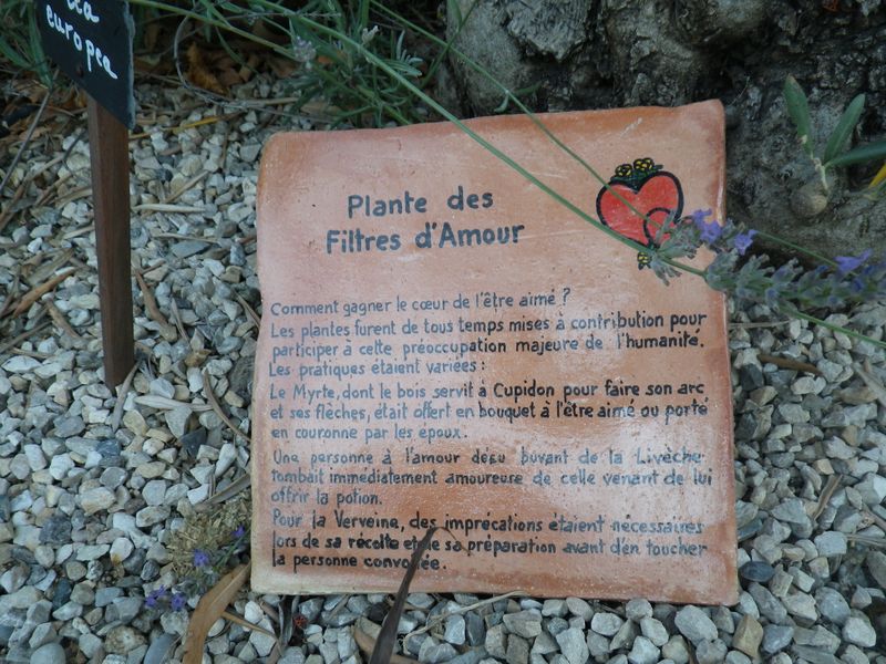 Plantes filtre d'amour