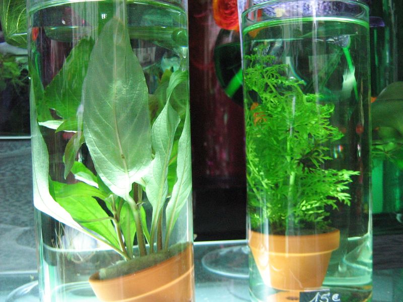 Plante aquatique1