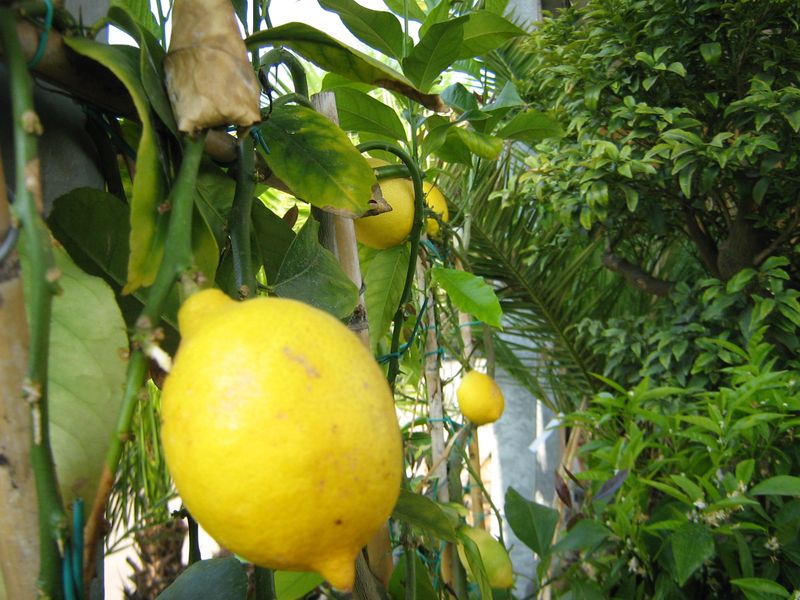Citronnier