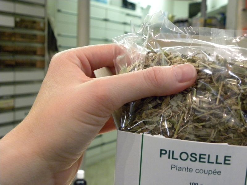 Piloselle