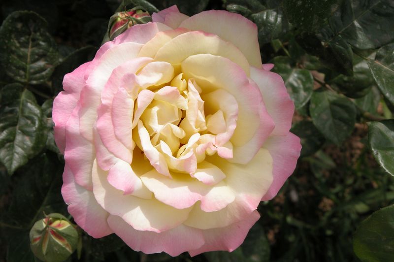 Roses monique1