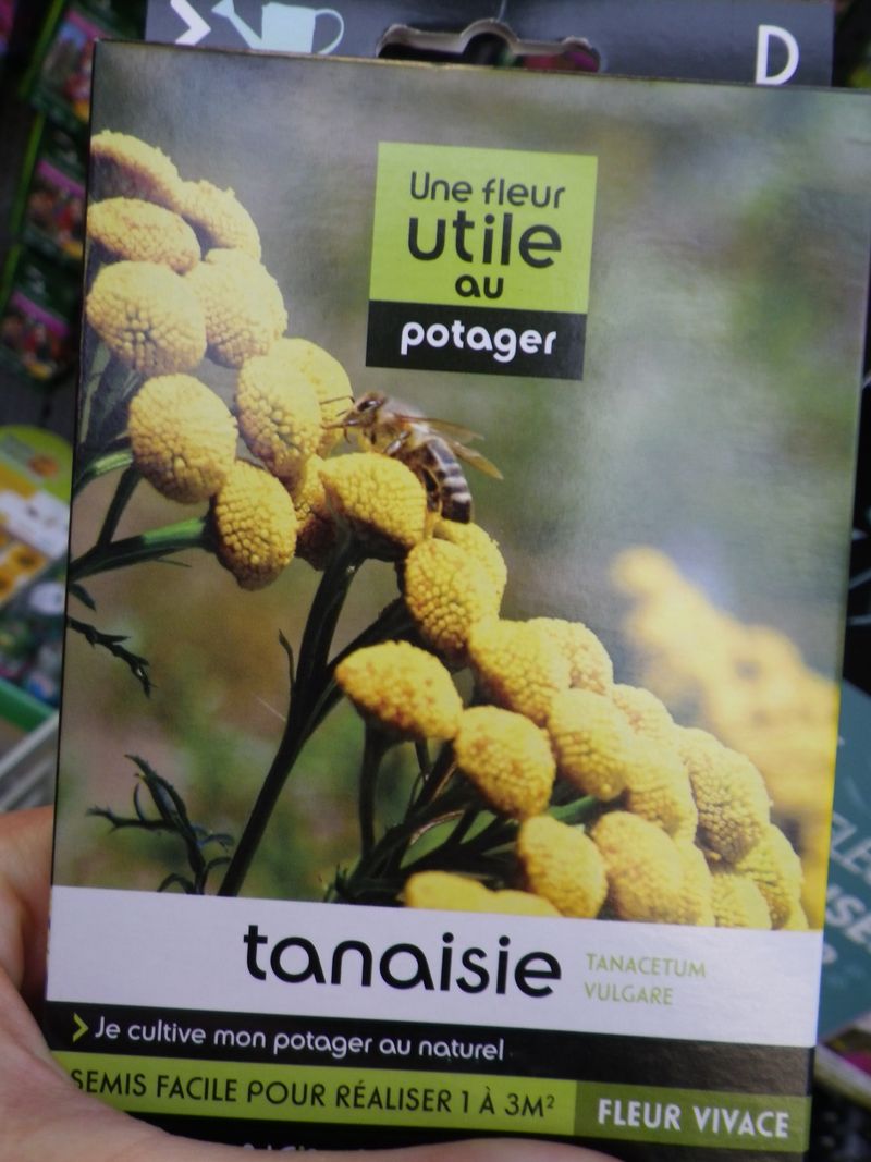 Tanaisie