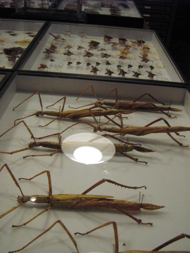 Vitrines insectes2