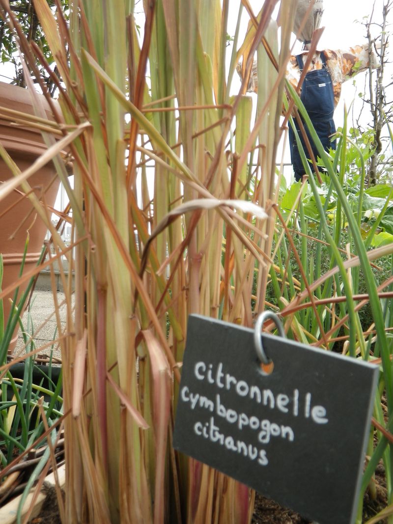 Citronnelle