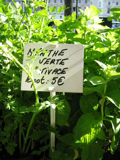 Menthe verte
