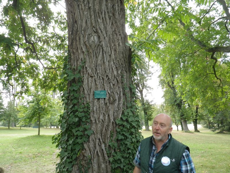 29 ptérocarya