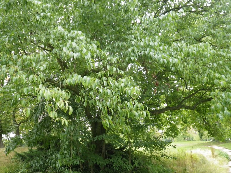 32 arbre à latex