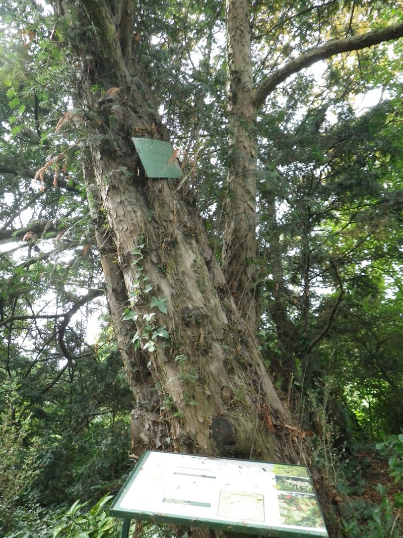 36 if arbre le plus ancien 36 if arbre le plus ancien