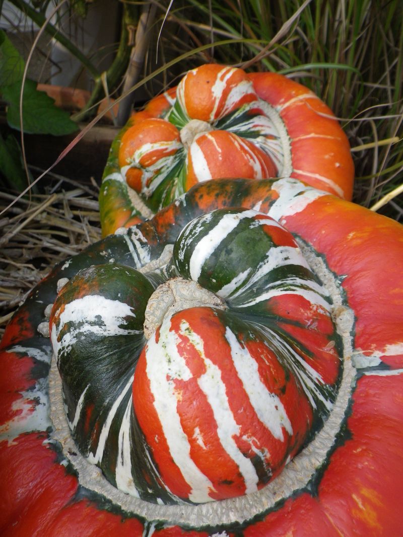 Potiron, citrouille et cie