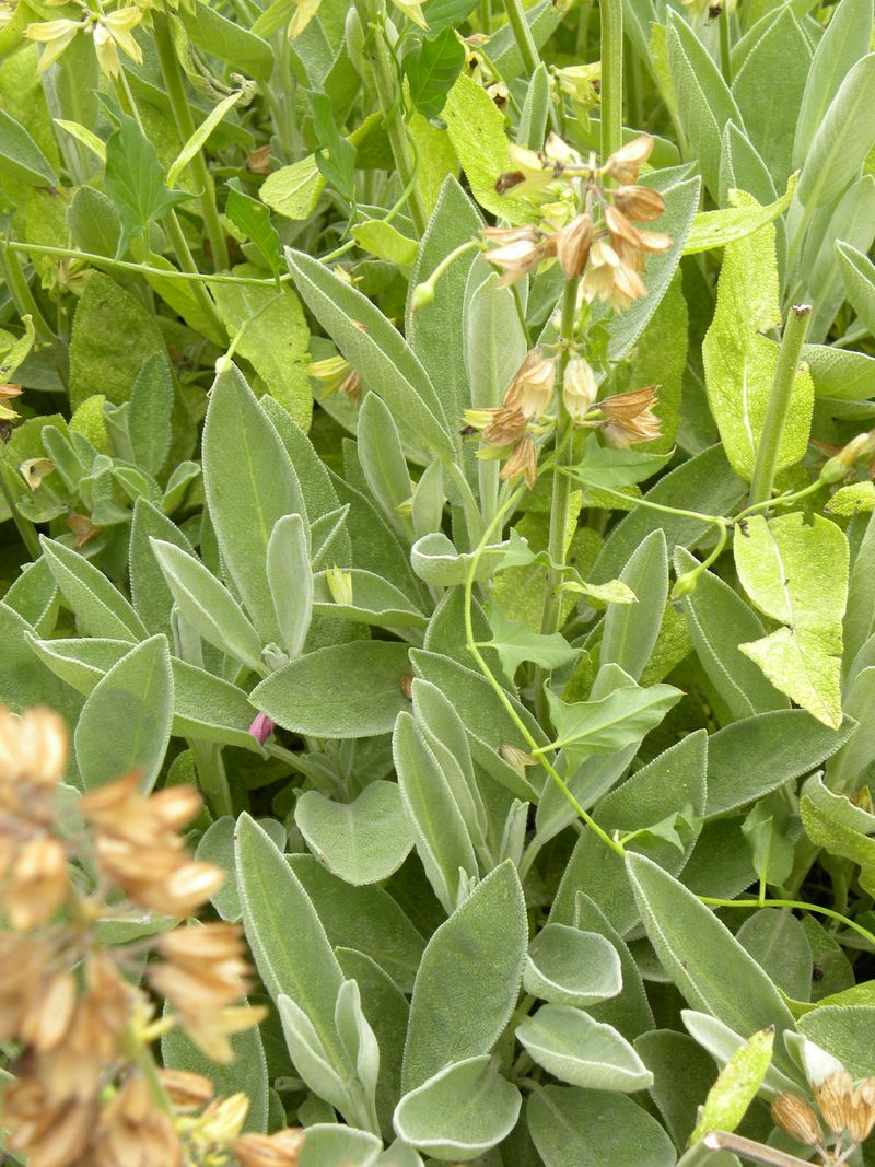 Sauge officinale