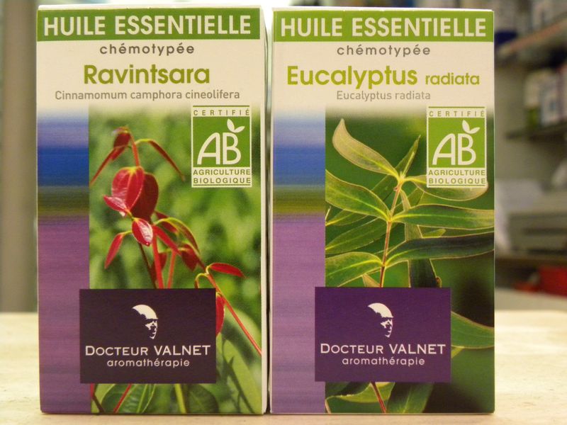 Ravintsara eucalyptus
