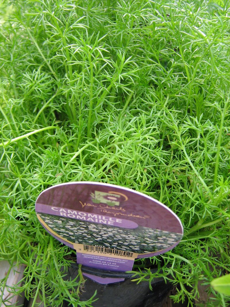 Camomille romaine