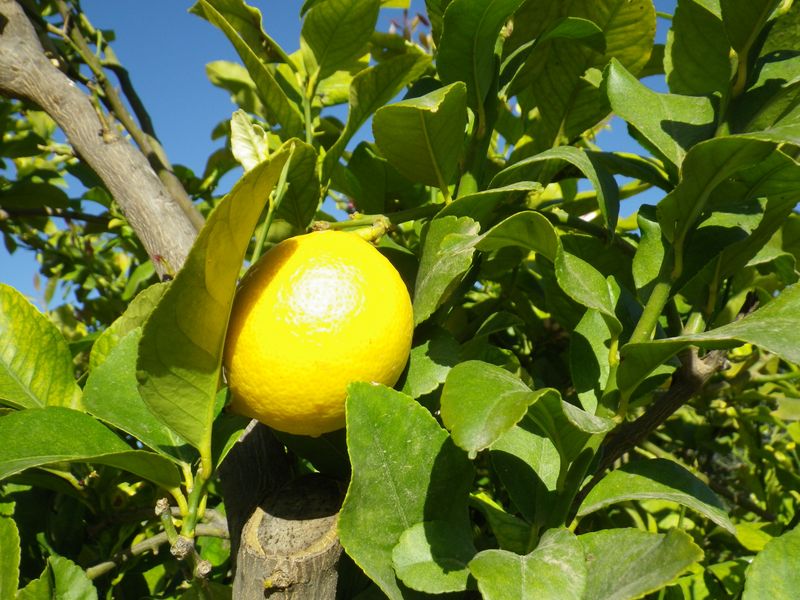 Citron