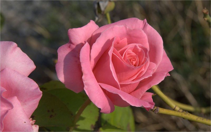 Rose1 Rose1