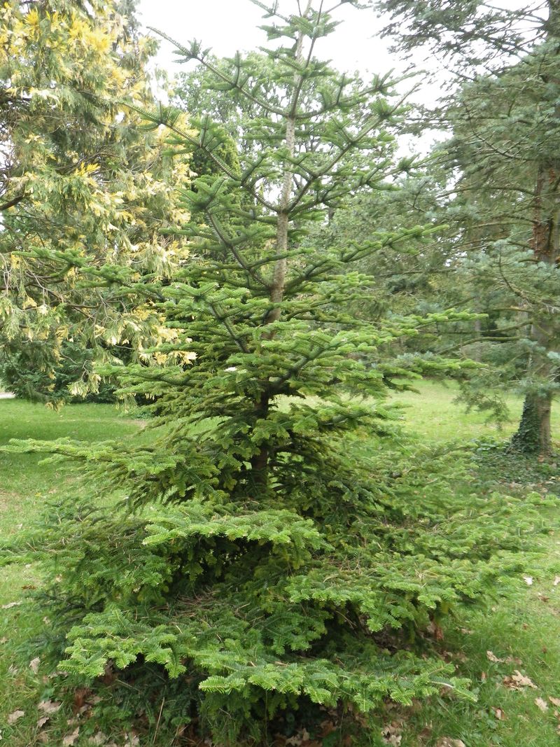 22 conifère de sicile