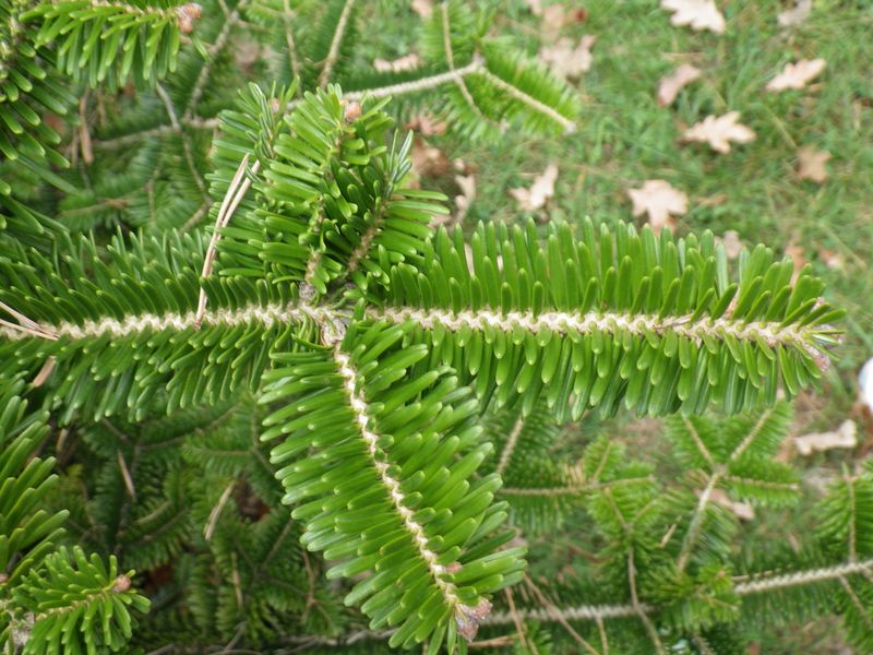 23 conifère de sicile 23 conifère de sicile