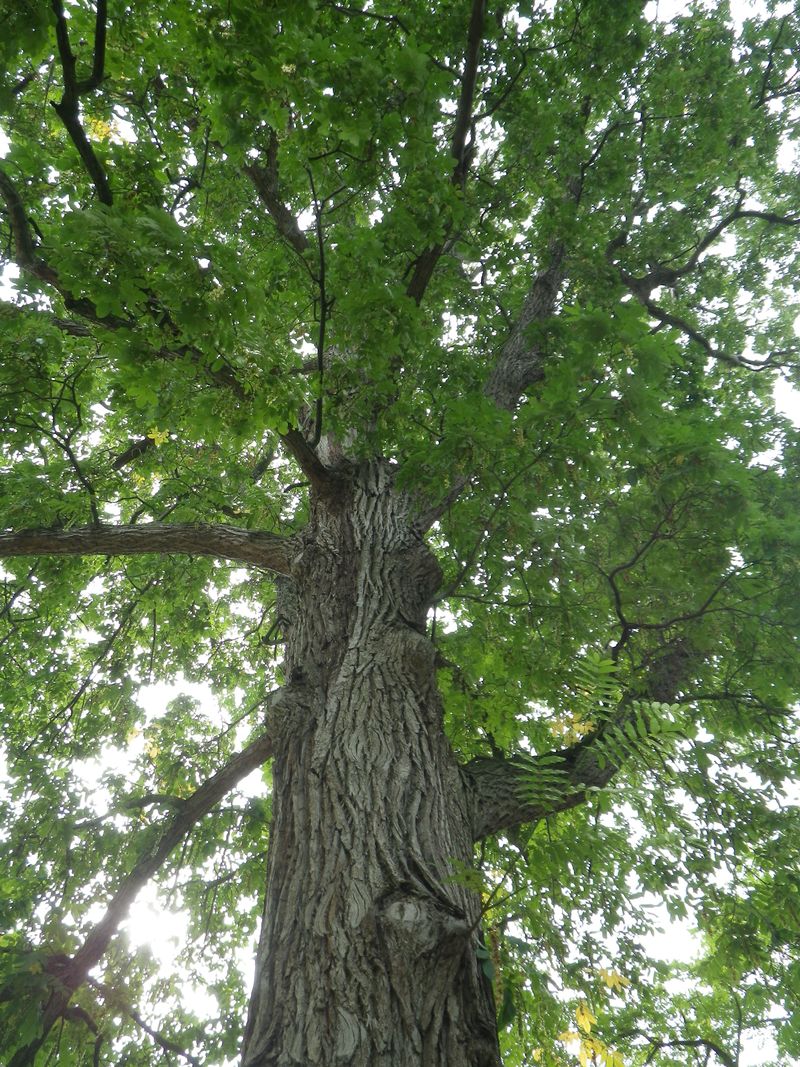 30 ptérocarya 30 ptérocarya