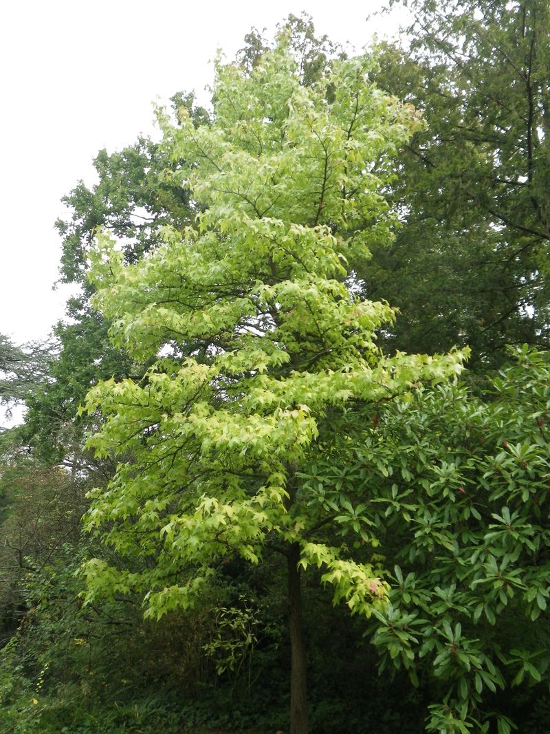 37 liquidambar 37 liquidambar