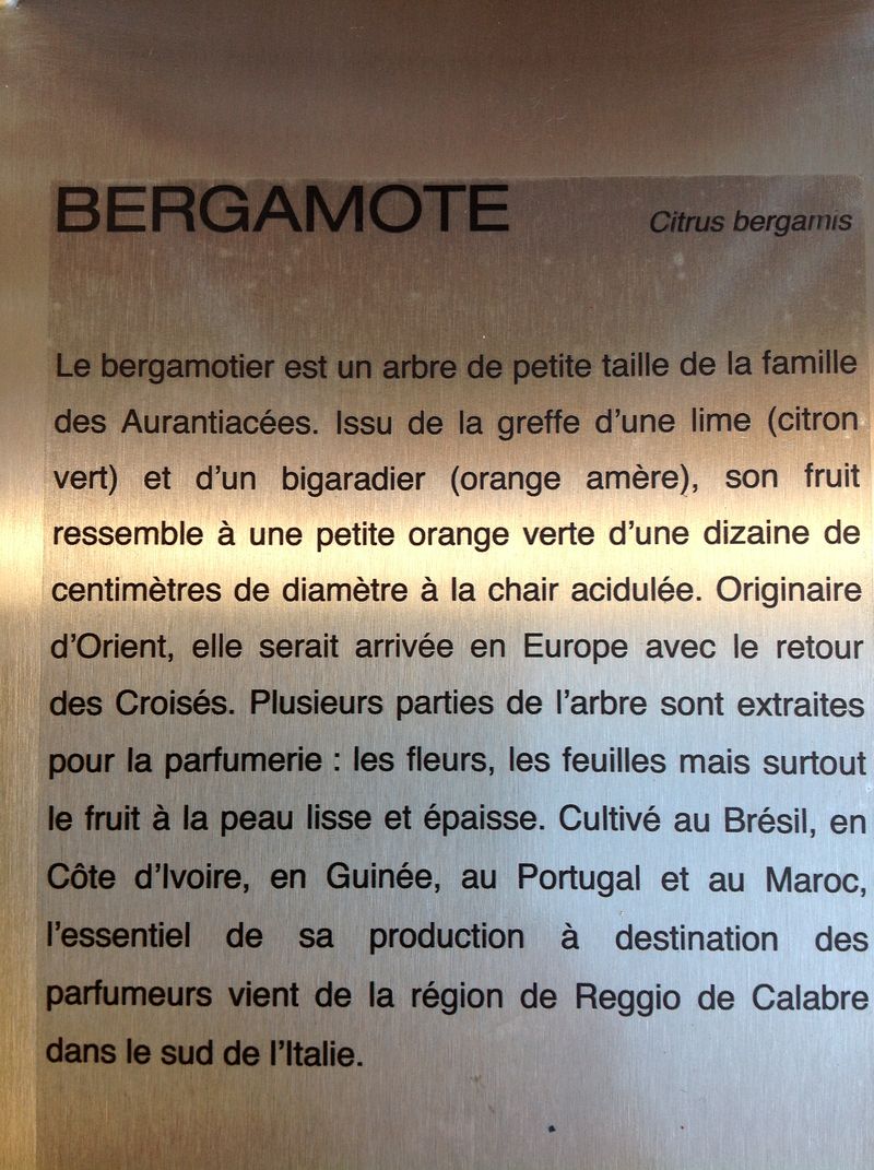 Bergamote1
