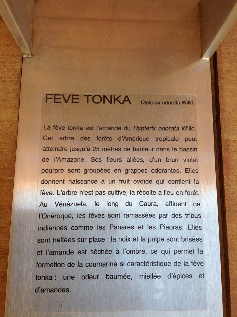 Fève tonka