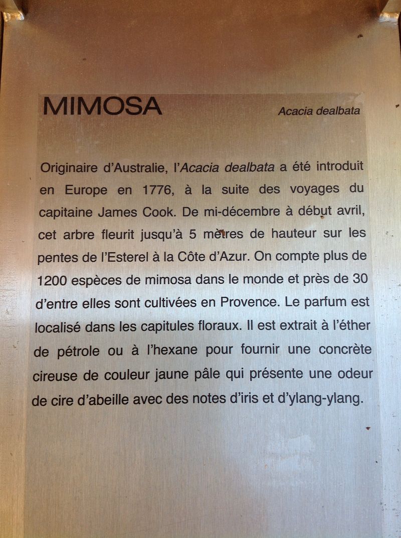 Mimosa1