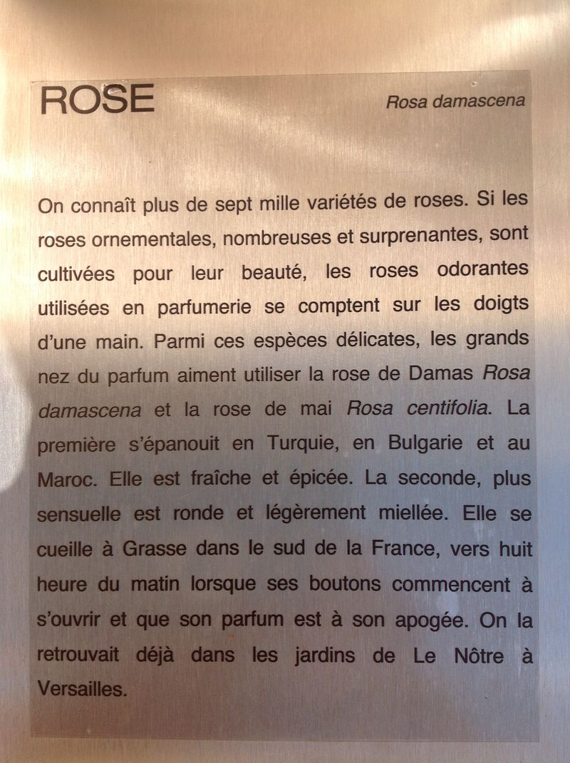 Rose1