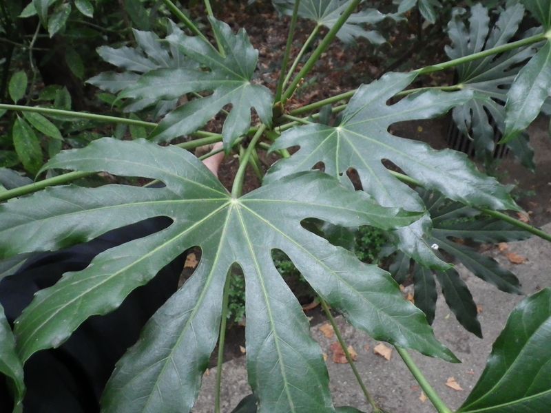 2 aralia japonica 2 aralia japonica
