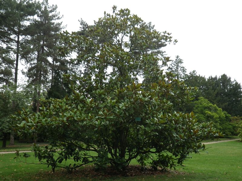 4 magnolia 4 magnolia