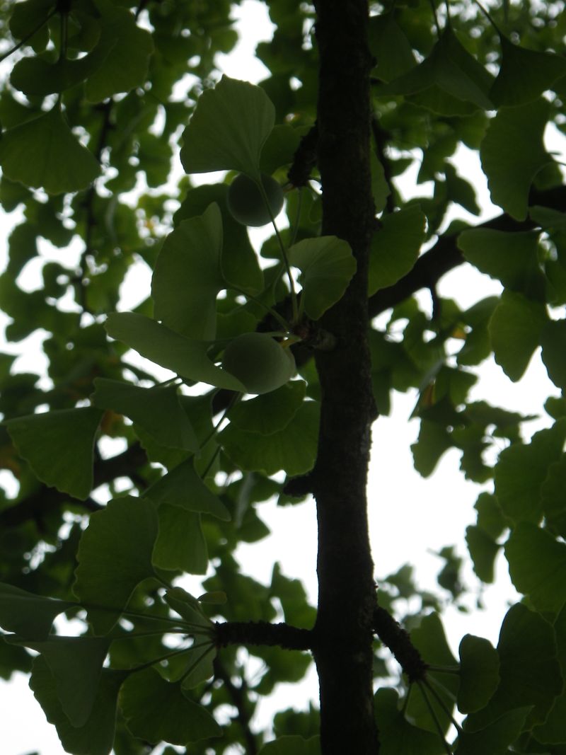 15 ginkgo 15 ginkgo