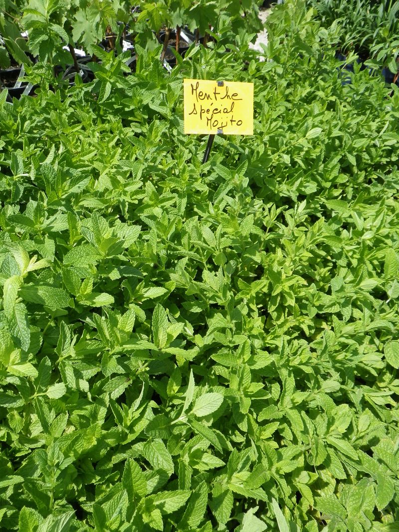 Menthe mojito