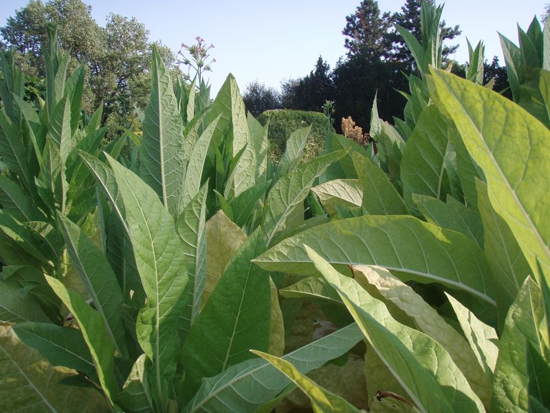 Feuilles de tabac1