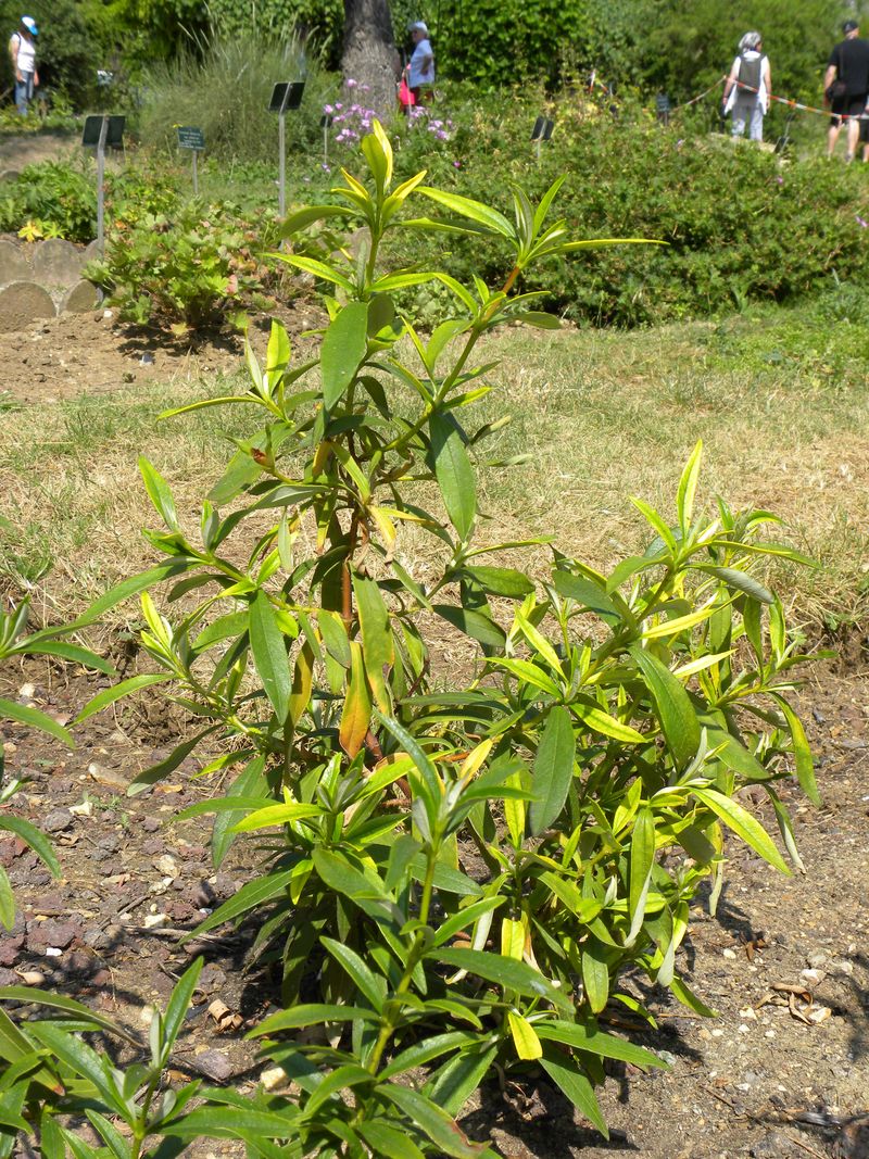 Ciste à gomme cistus ladanifer1