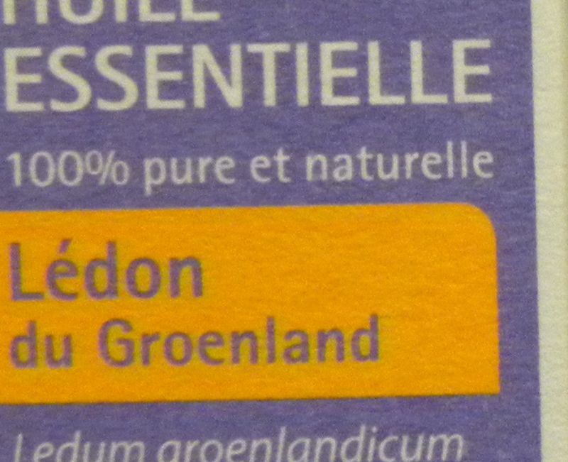 Lédon lentisque livèche1