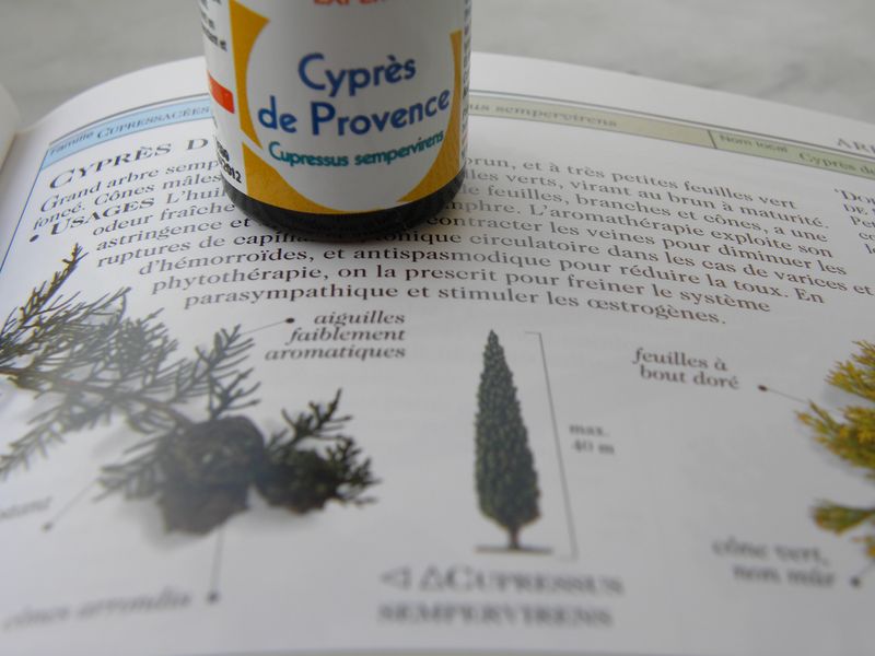 Cyprès2