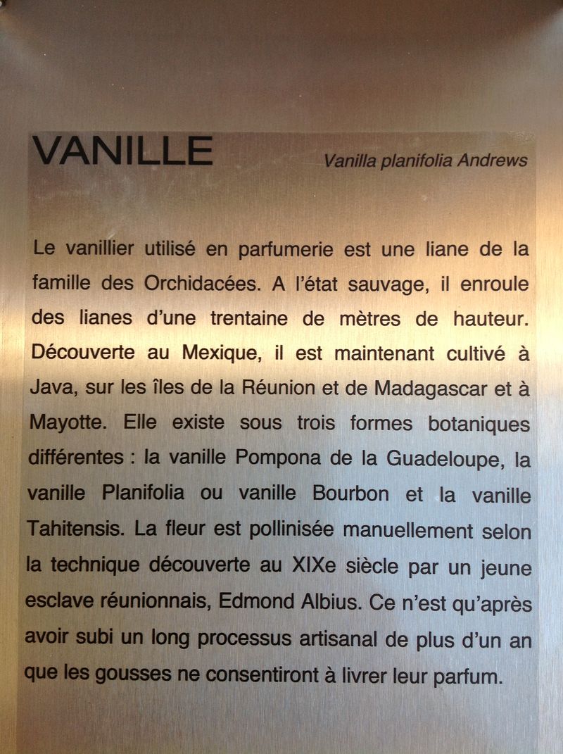 Vanille