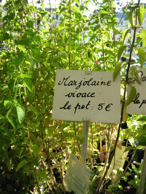 Marjolaine