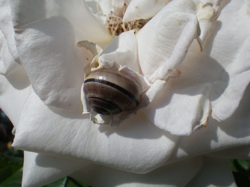 IMGP8652