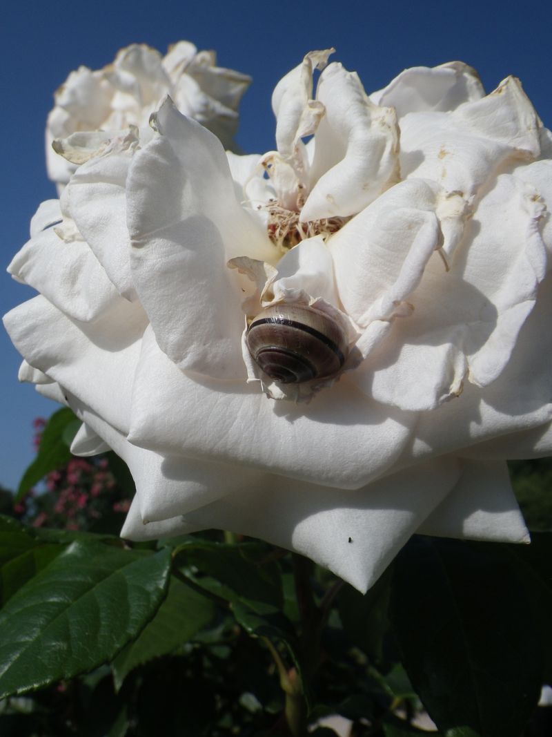 IMGP8653