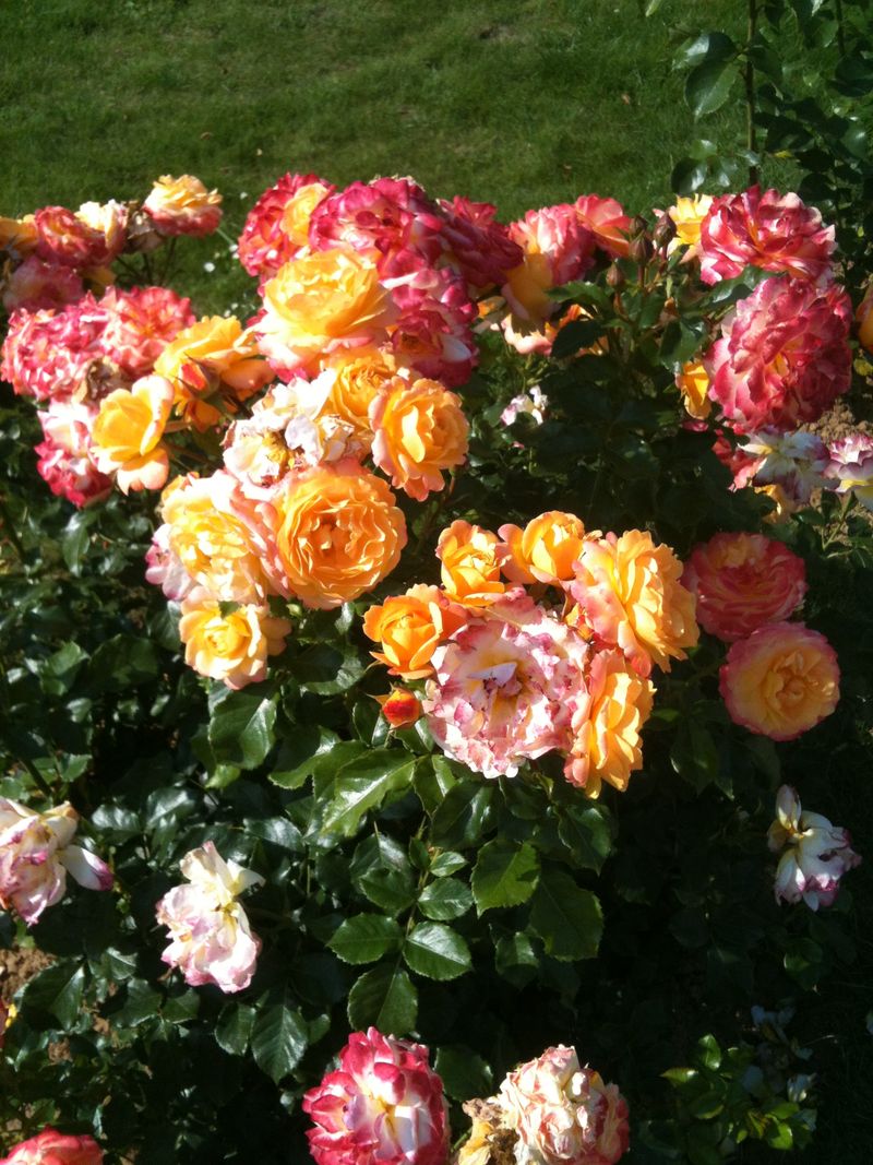 Photo 07-07-13 17 47 19