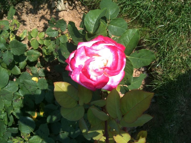 Photo 07-07-13 17 48 24