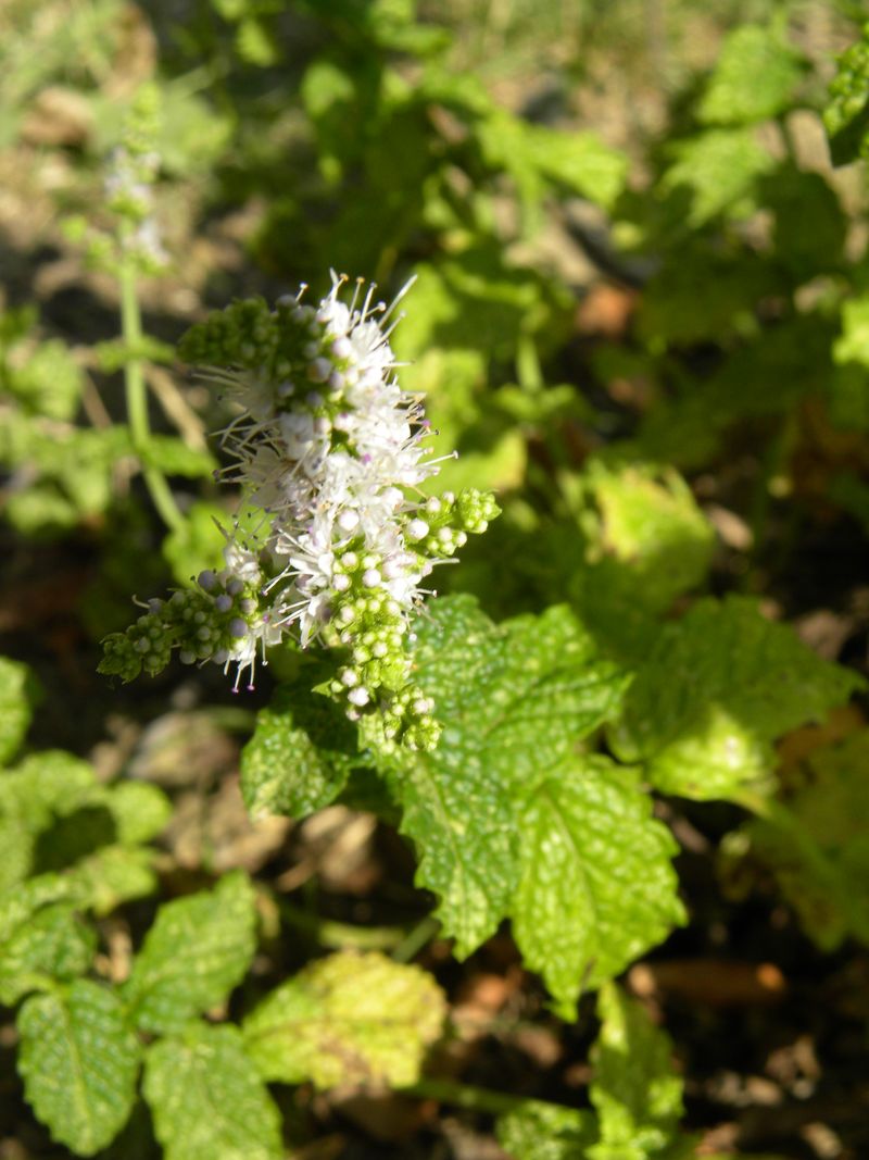 DSCN2512mentha avensis menthe des champs