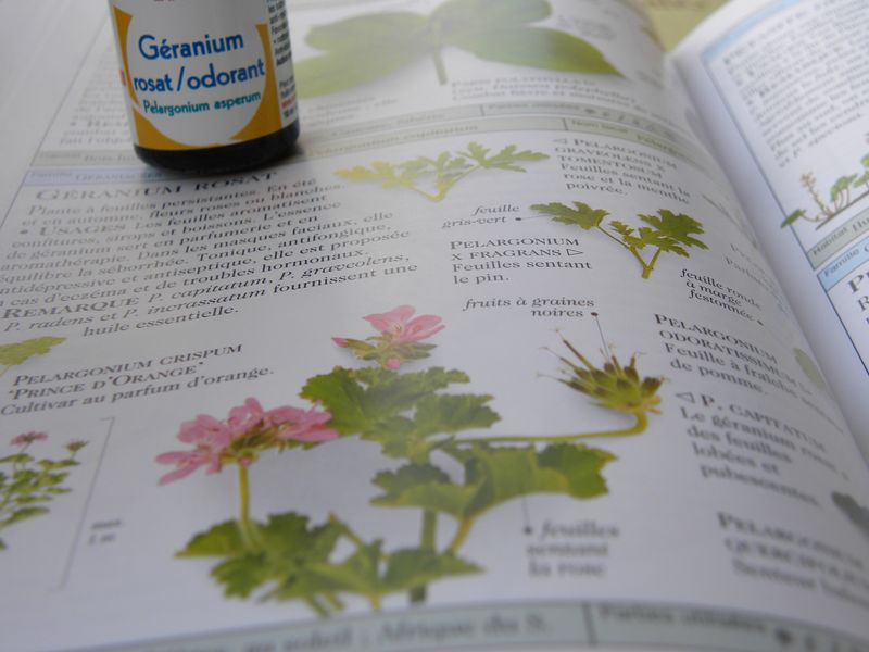 Géranium rosat
