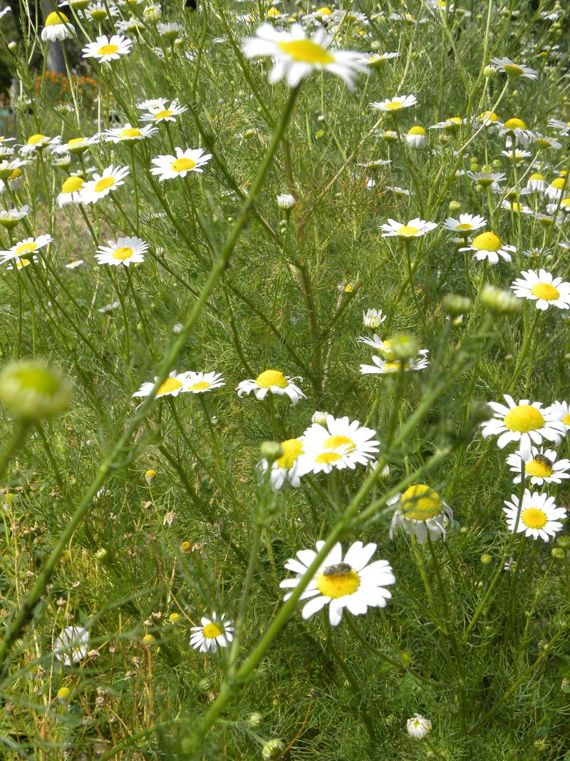 Matricaire camomille