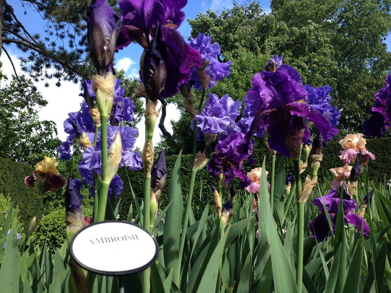 7 - iris Ambtoisie