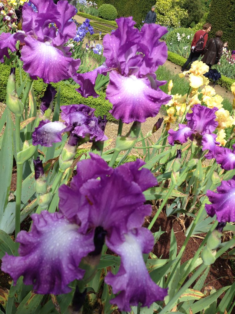 Iris (9)