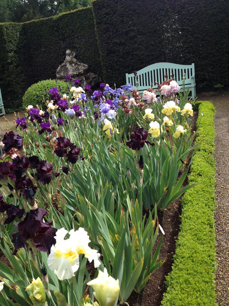 Iris (7)