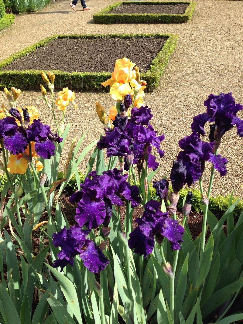 Iris (11)