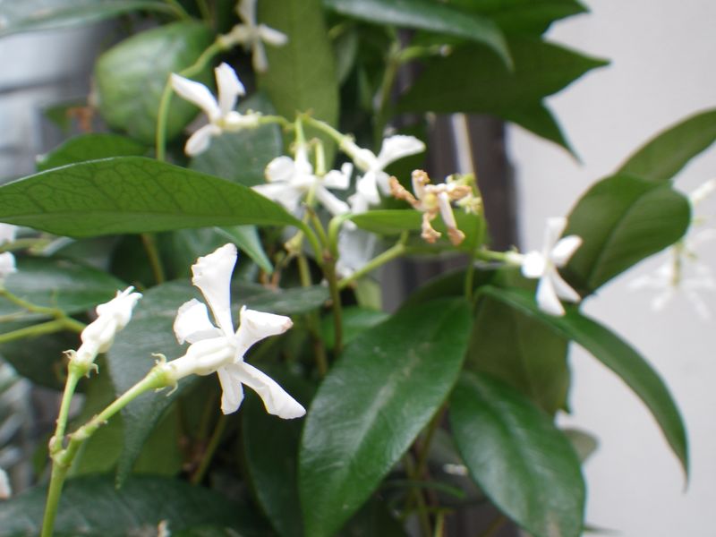 Jasmin