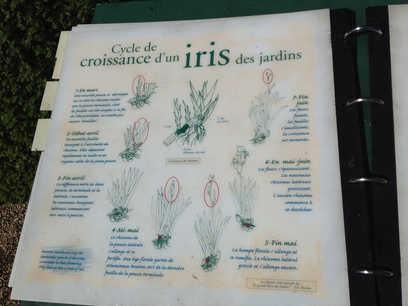 5 - iris cycle de croissance